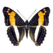 ADELPHA DELINITA